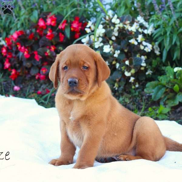 Blaze, Fox Red Labrador Retriever Puppy